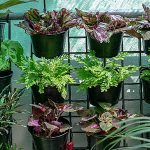 Vertical Gardening for Low-Light Apartment Balconies